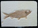 Knightia Fossil Fish - Wyoming #7599-1